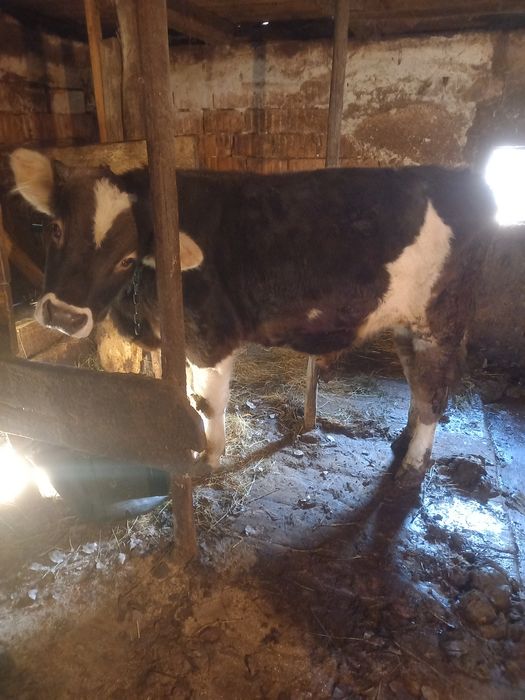 Taur de vanzare 1 an