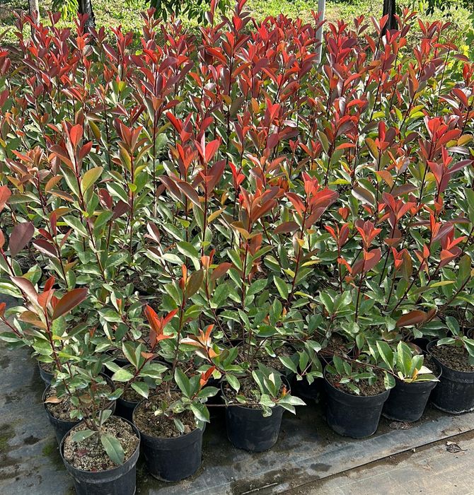 Photinia (Gard Viu )