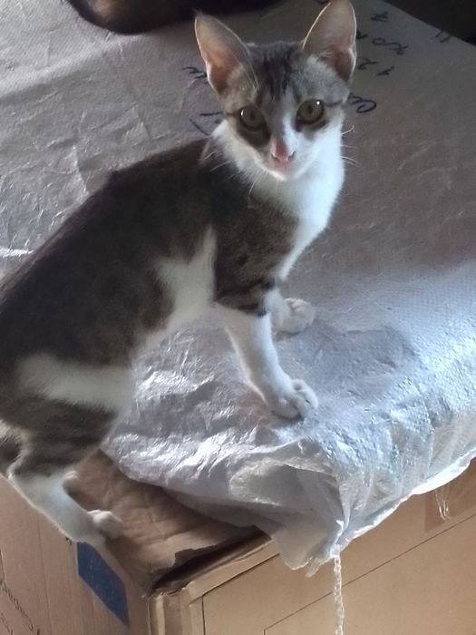 Отдам кошечьку .