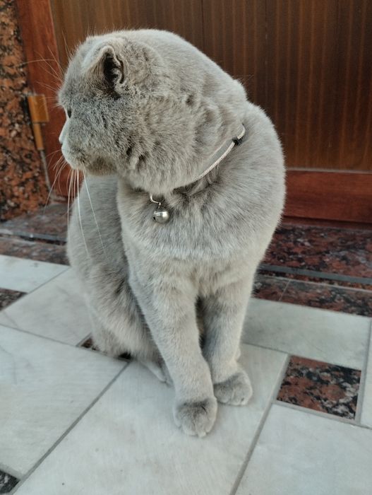 Scottish fold / Шотландская вислоухая