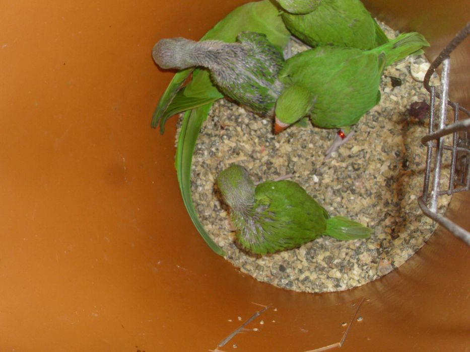 papagali mai multe feluri