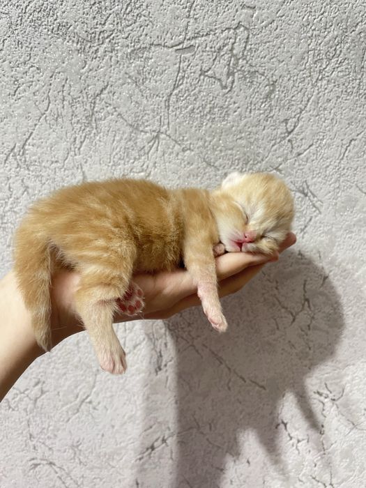 Котята породистые готовим к продажи родились 3 го ноября