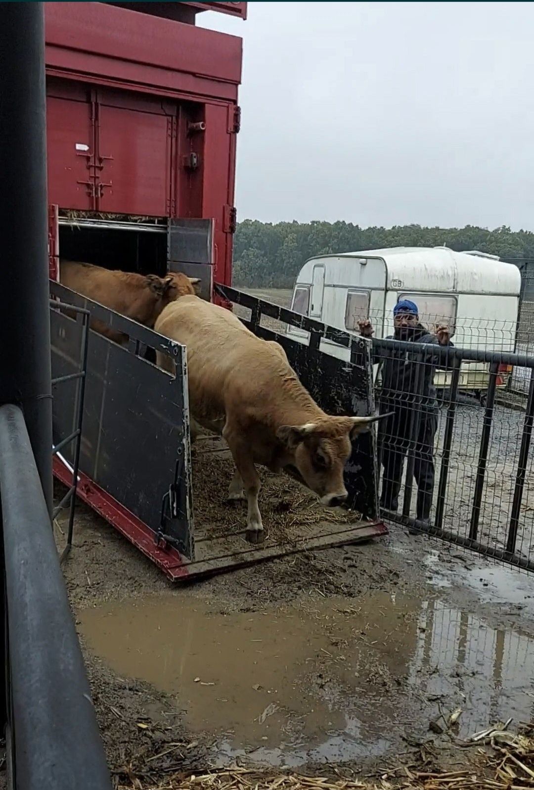 Transport Animale Vii