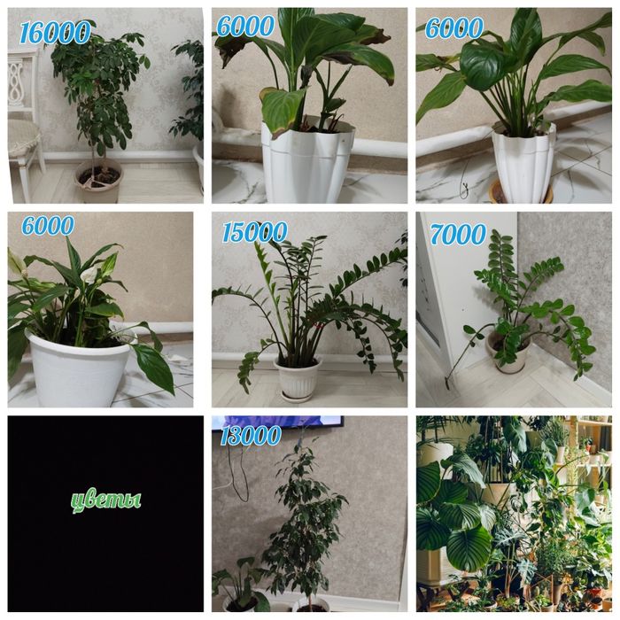 Домашные цветы..