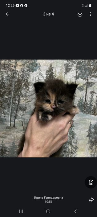 Мэйн кун котята 3 мес продам