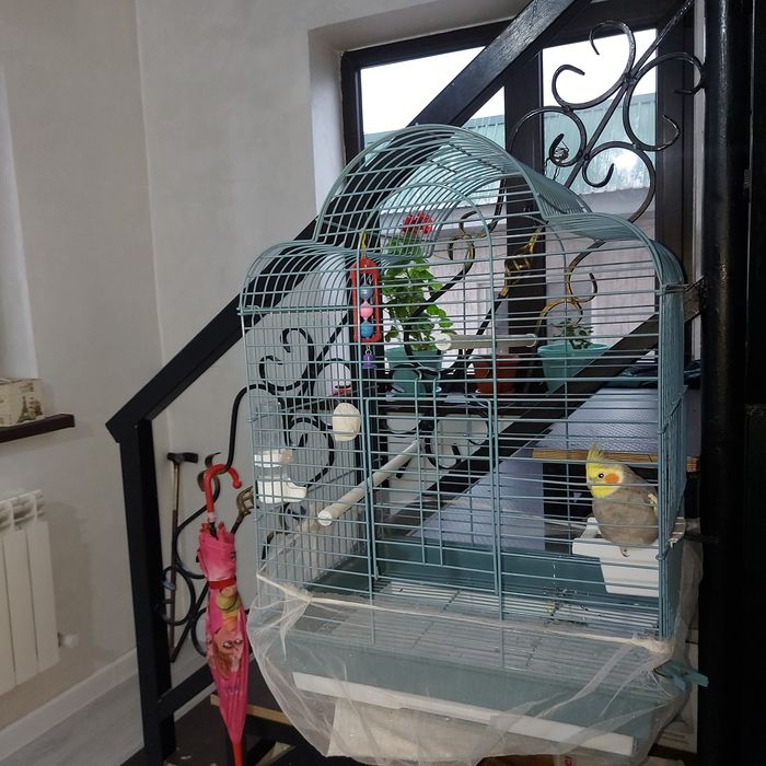 Попугай Корелла домашняя