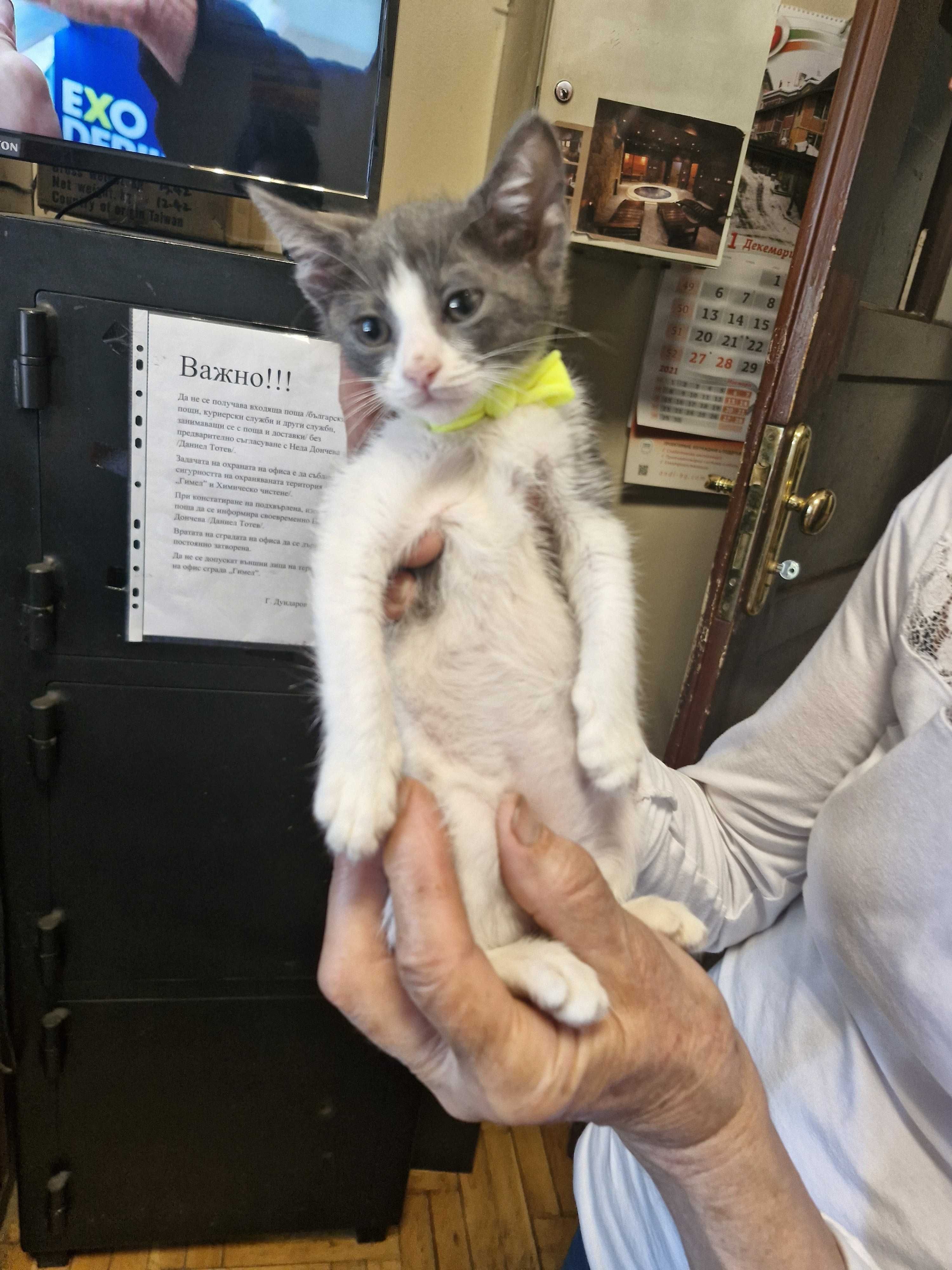Котета на 1 мес. в София