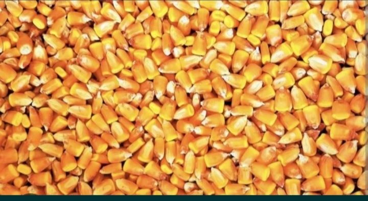 Vand porumb boabe uscat producție 2025 soi kws și pionier