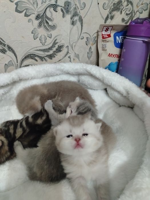 Sotiladi bron ochildi