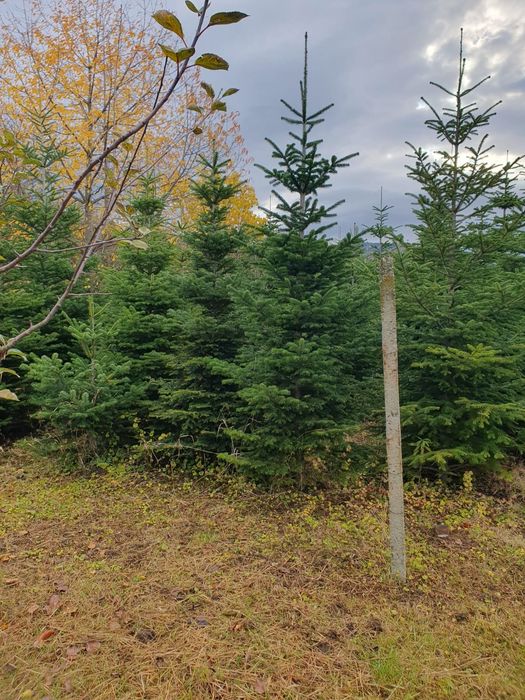 Vand Brazi Arginti și Verzi