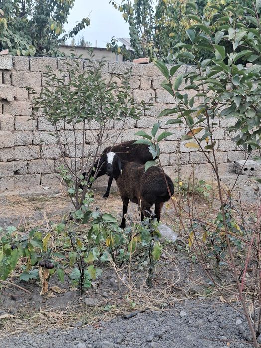 Qo'zi qo'y, bu yilgi