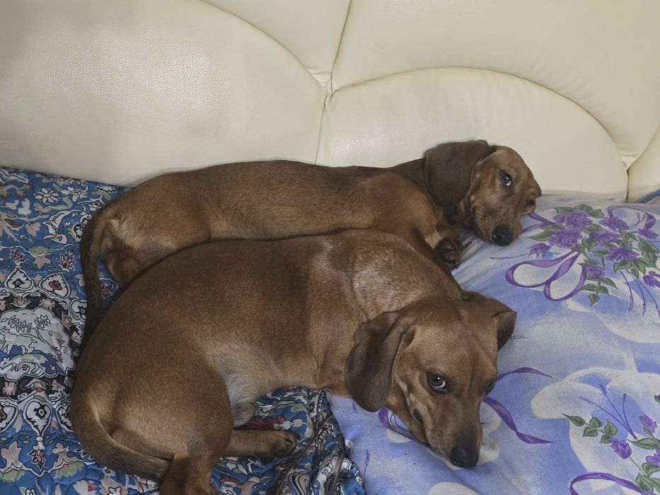 Pui șoricar (Teckel pitic, Dachshund)