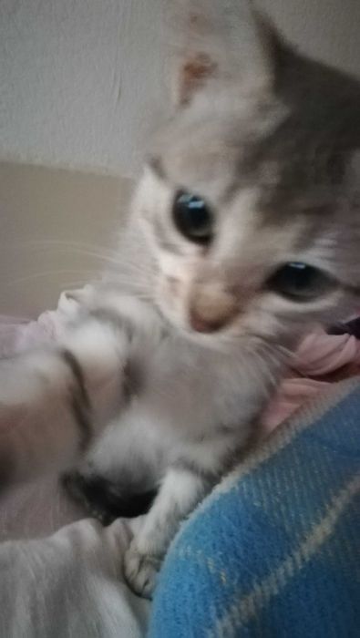 Коте сиво тигърче