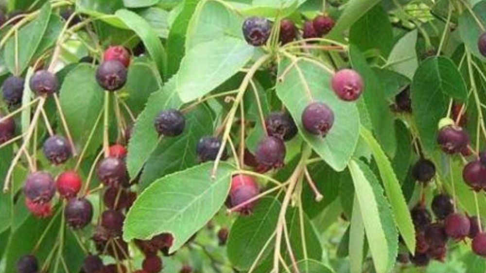 Cais.Aronia.Gutui.Nuci.Tei.Castan.Par.Mar.Afin.Alun.Cires.Migdal.Soc.