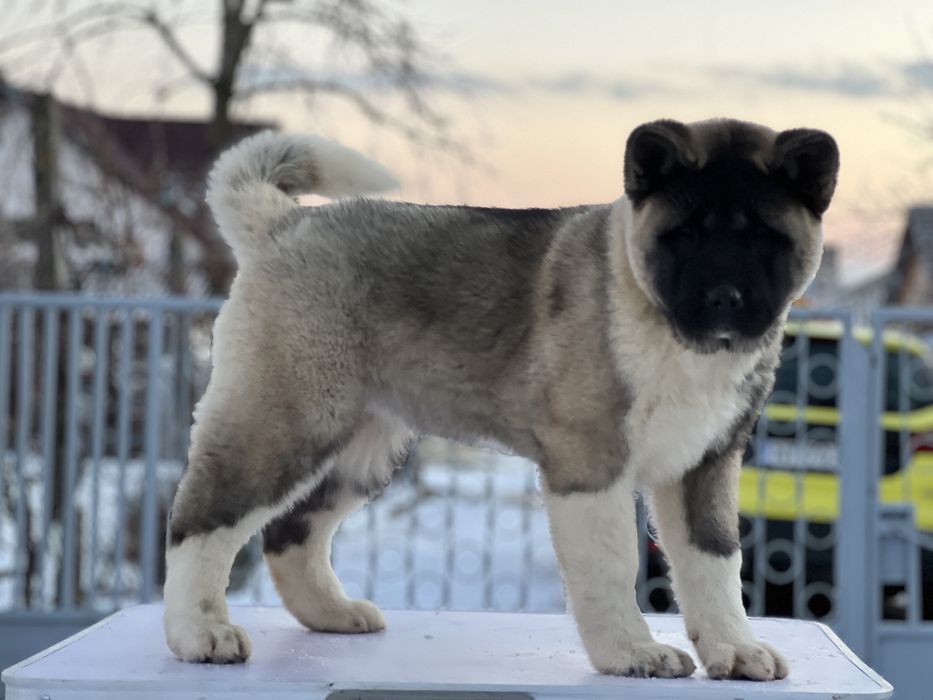 Femela american akita cu certificat pedigree