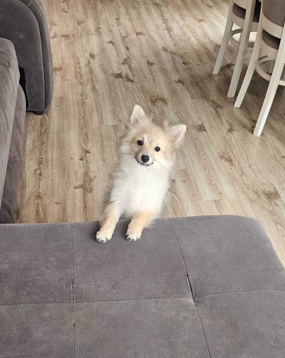 Померанче на 4 месеца търси нов дом