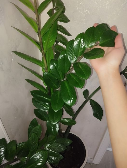 Продам замиокулькас гигант