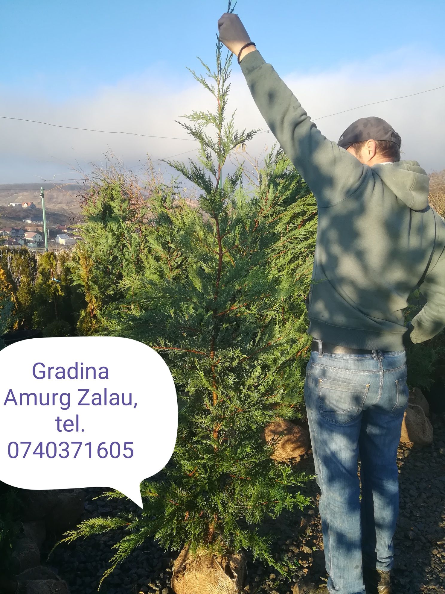 Leylandii, gard viu vesnic verde