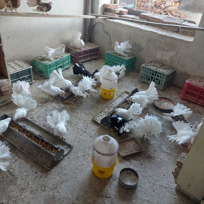 Продавам гълъби финерлии