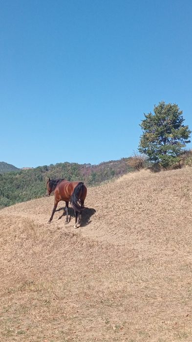 Armăsar de vânzare.