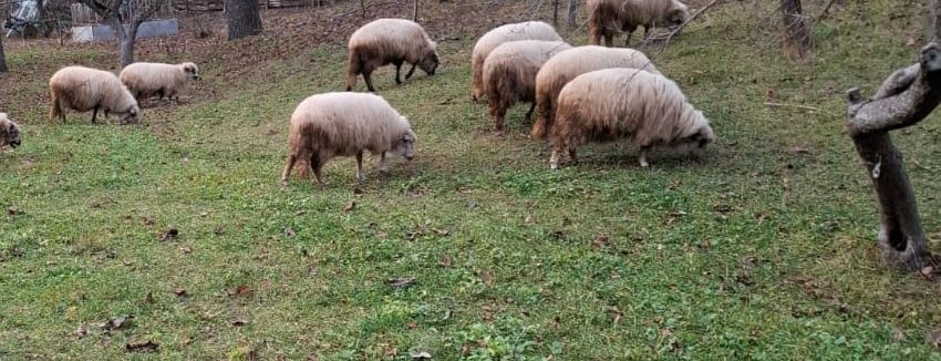 Oi de vânzare ,blânde și mâncăcioase