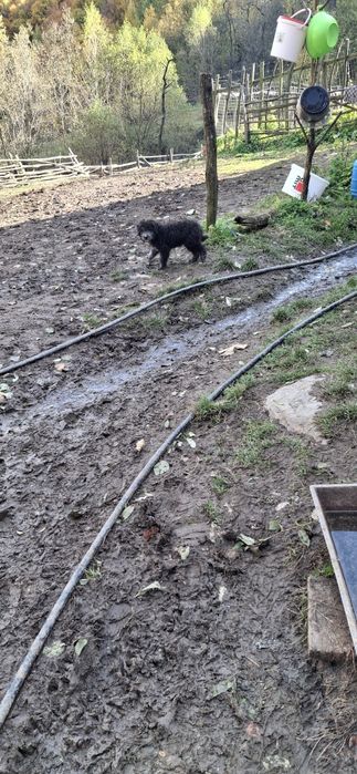 Catei negri frumoși