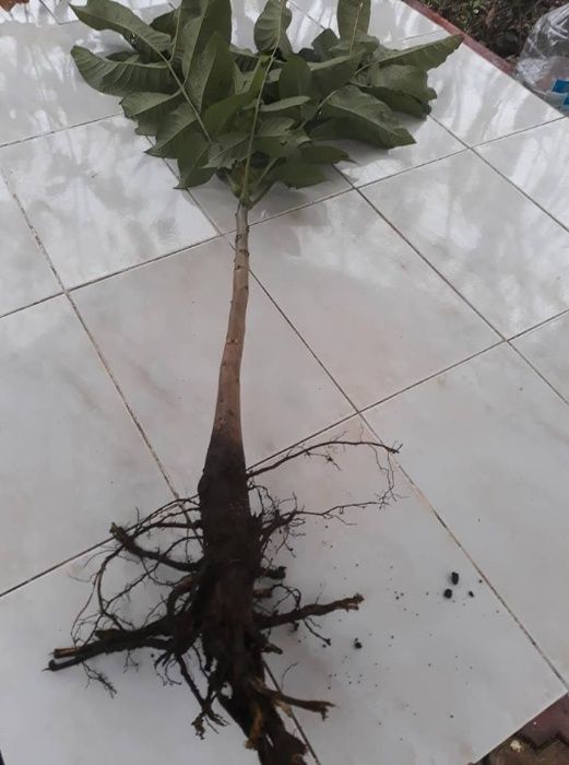 Stoloni capsuni, butasi mur Thornfree, Butasi zmeur, smochin aclimatiz