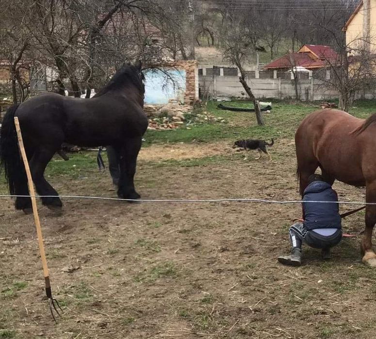 Mânz de un an jumătate . Armăsar