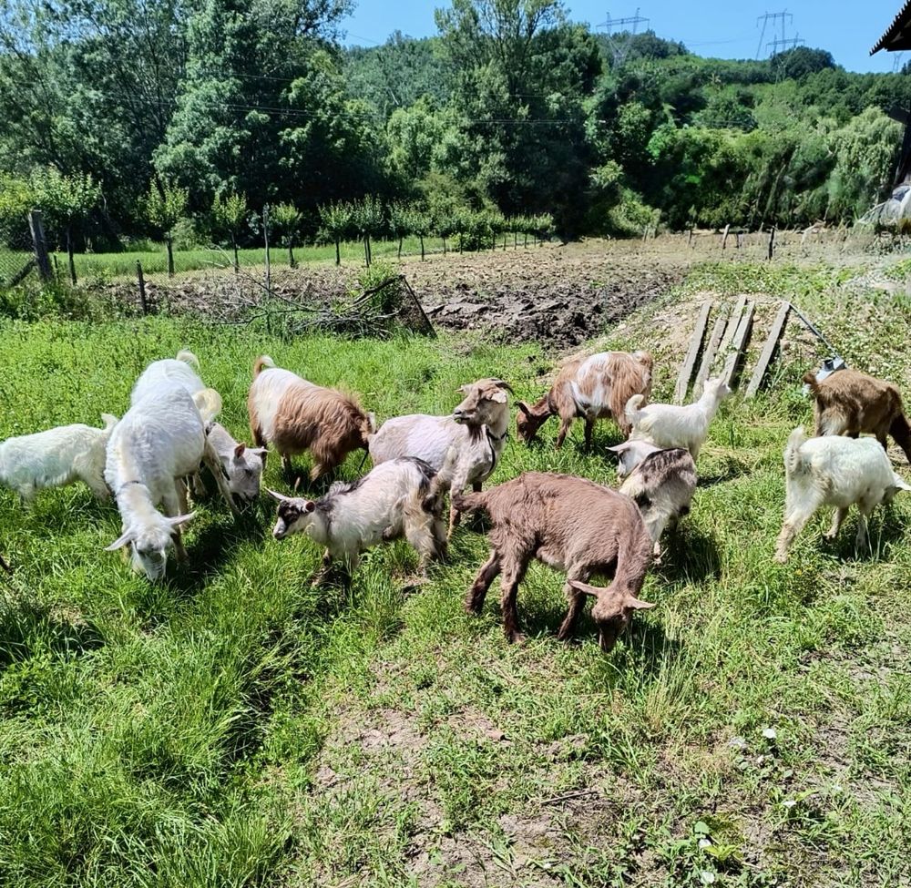 Capre  si iezi de vânzare