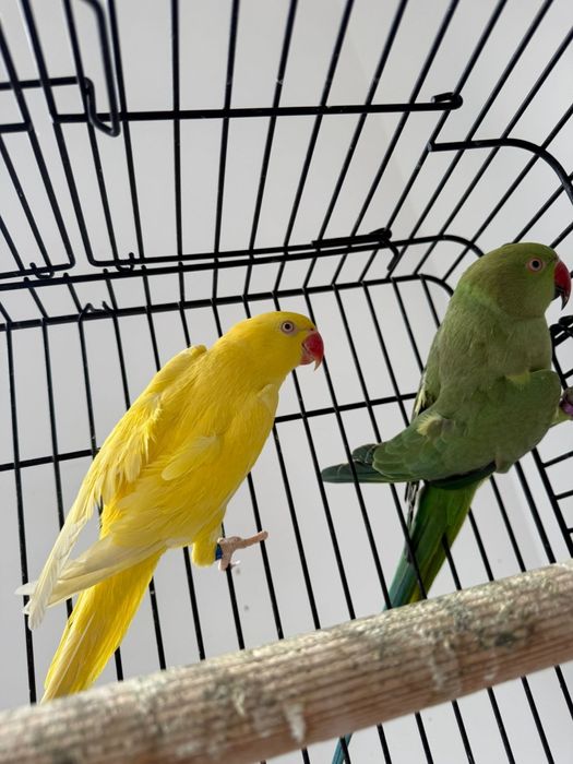 Продавам два папагала с клетка 

Продавам два красиви папагала