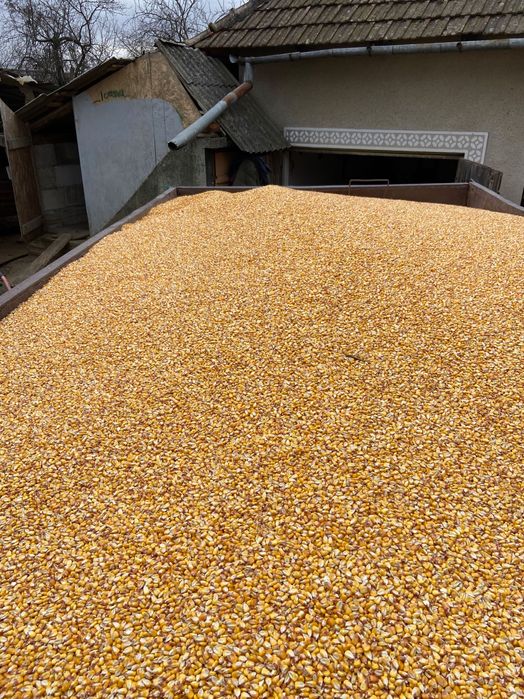 Porumb boabe de vanzare. Productie 2025