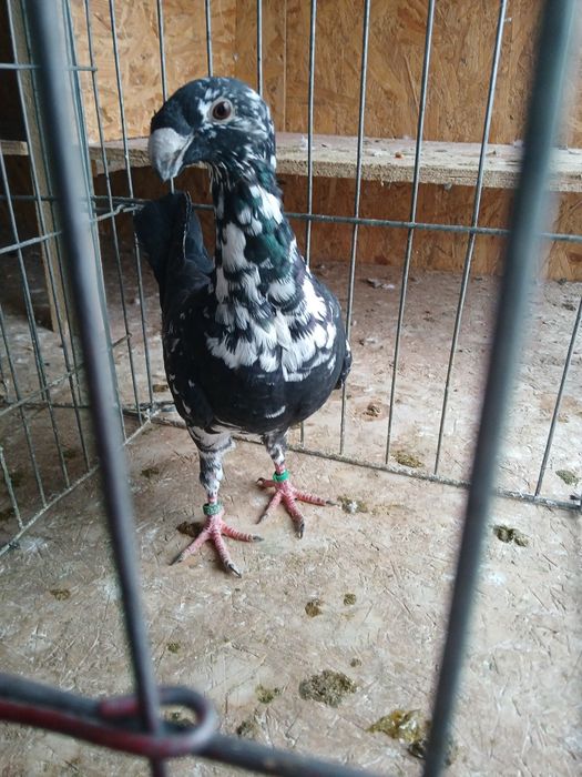 Voiajori germani de frumusețe