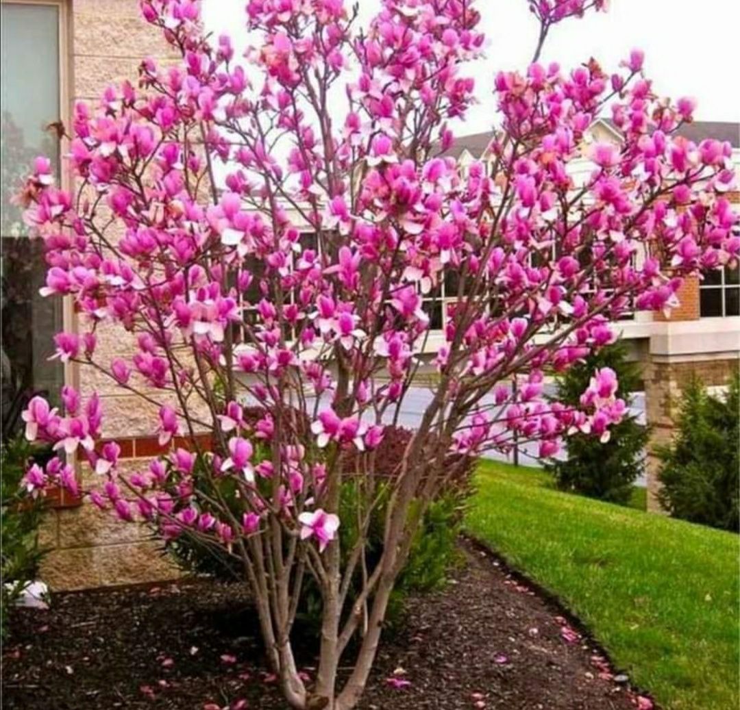 Leylandii chipaross tuia smarald brad magnolia