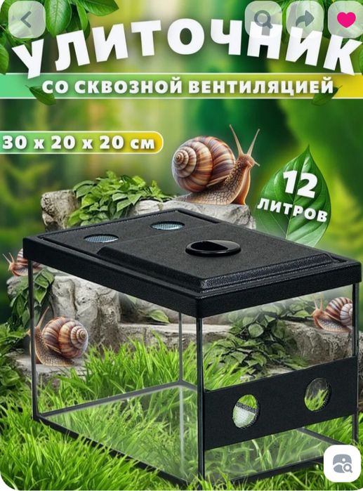 Улиточник с двумя улитками