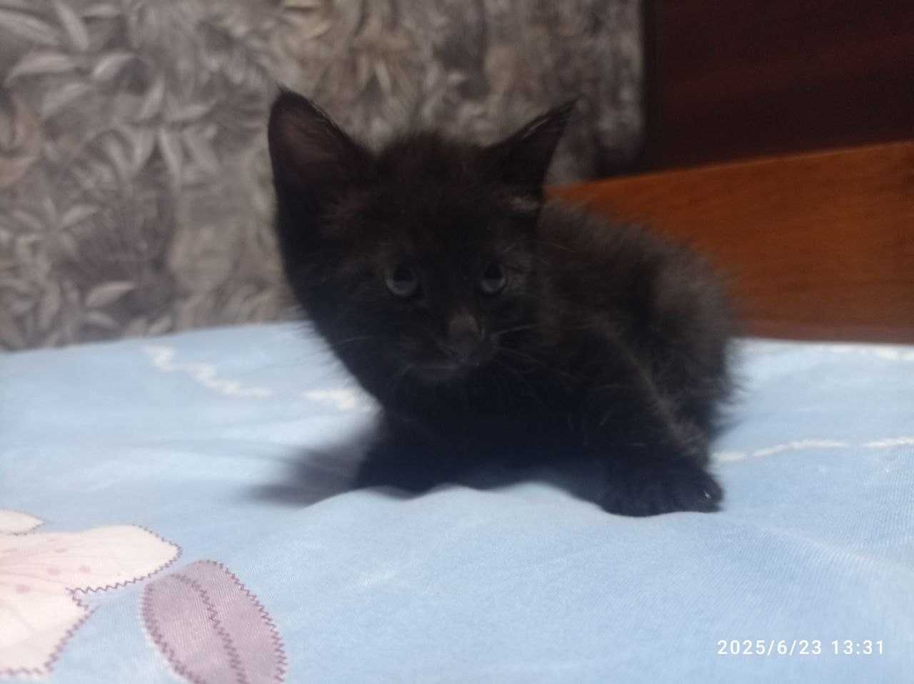 Отдаём котят в добрые руки БЕСПЛАТНО город Джизак Микрорайон 3/1