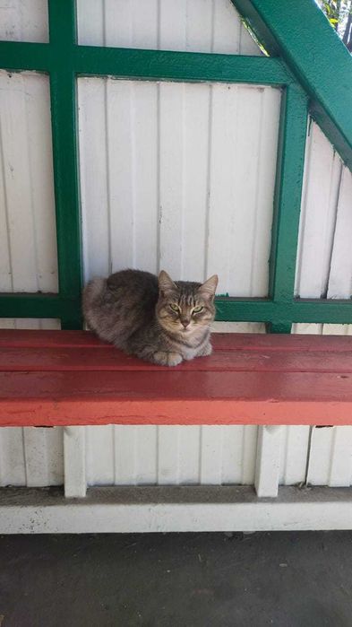 Котик на остановке. Нужен дом!