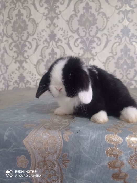 Karlik barang minilop splitlar