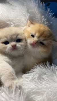 Британские шиншилловые лиловые золотые котятки