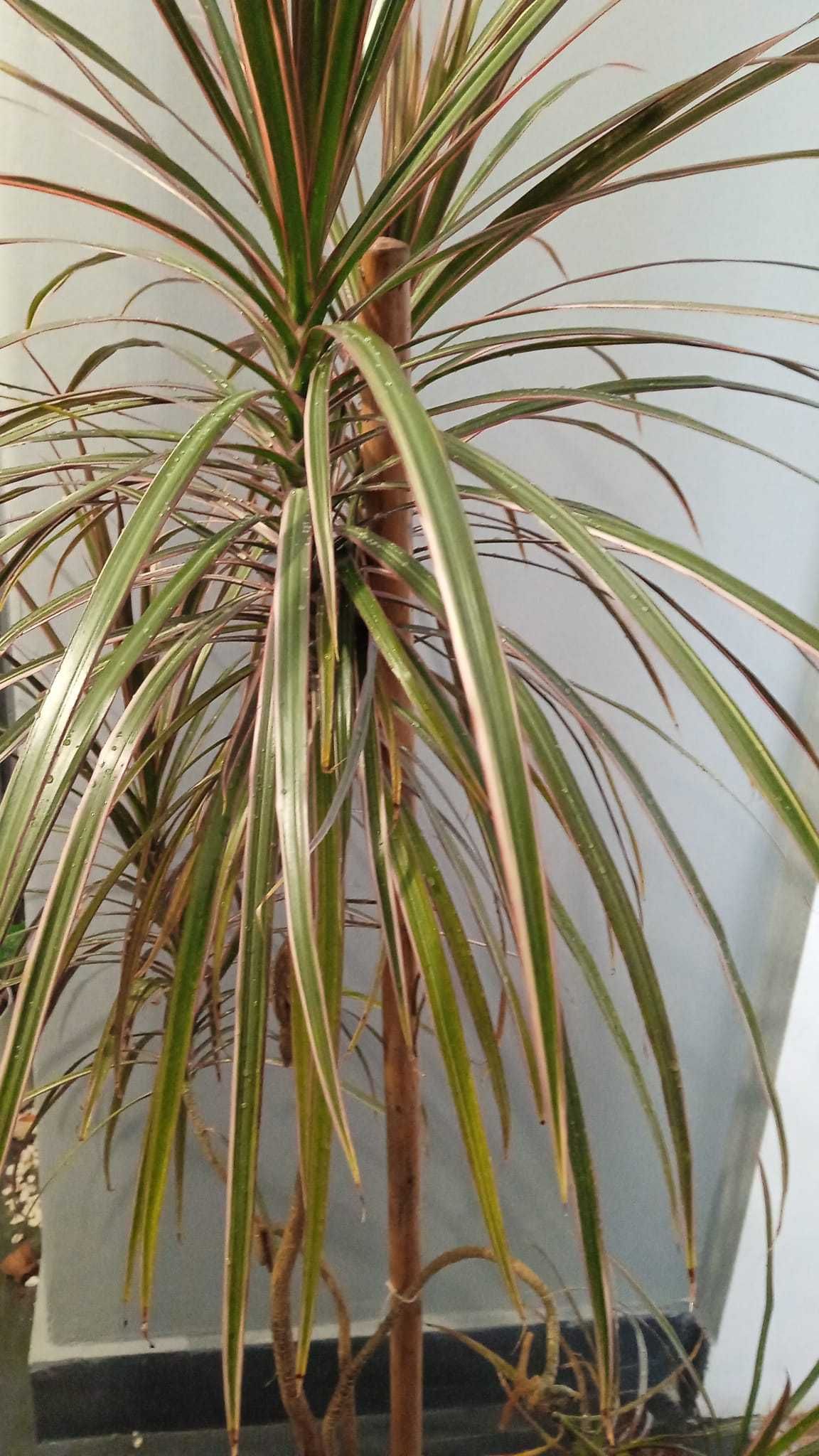 planta naturala Dracaena  Planta de apartament  planta decorativa mare