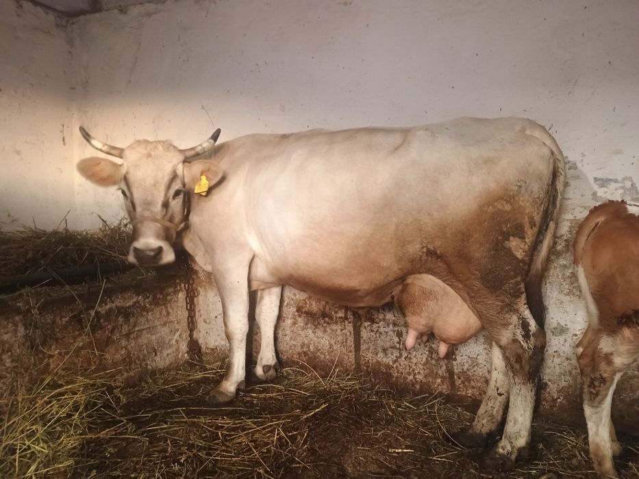 Vând o vaca bruna de Maramureș de 5 ani cu 17 litri de lapte la zi