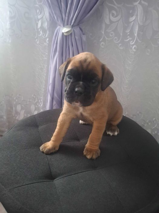 Mascul boxer 2 luni