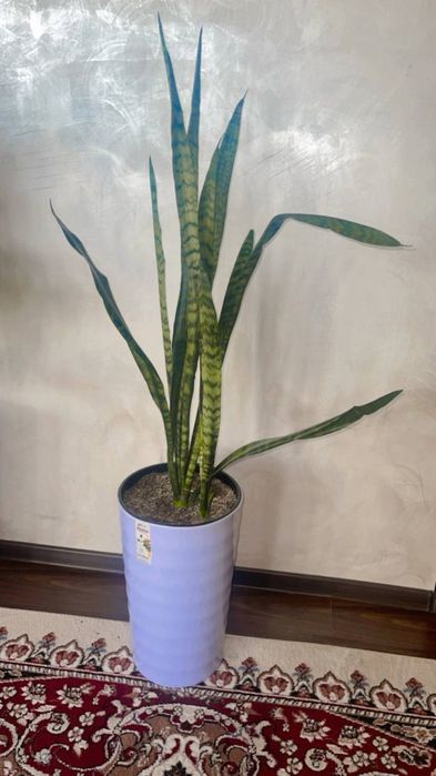 Gul uy va ofis uchun