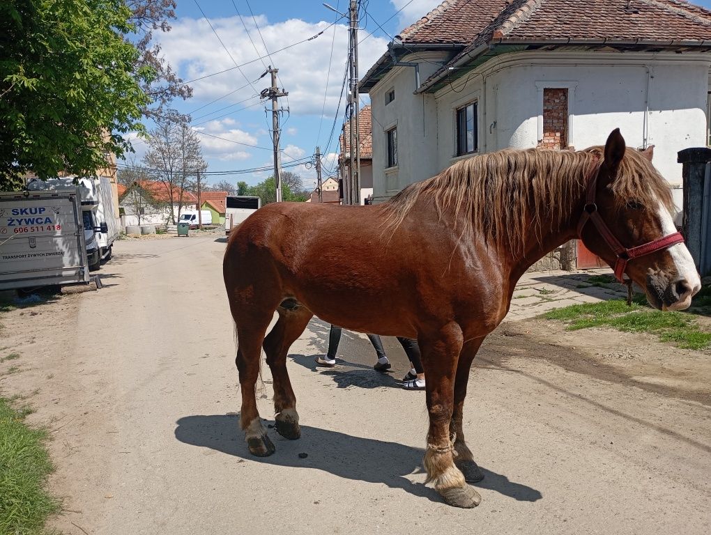 Vand iapa de 7 foarte blinda