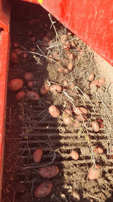 Cartofi de samanta Esmee import Elita 2024