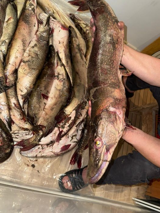 Рыбы свежий ыргыз кг 700 тг