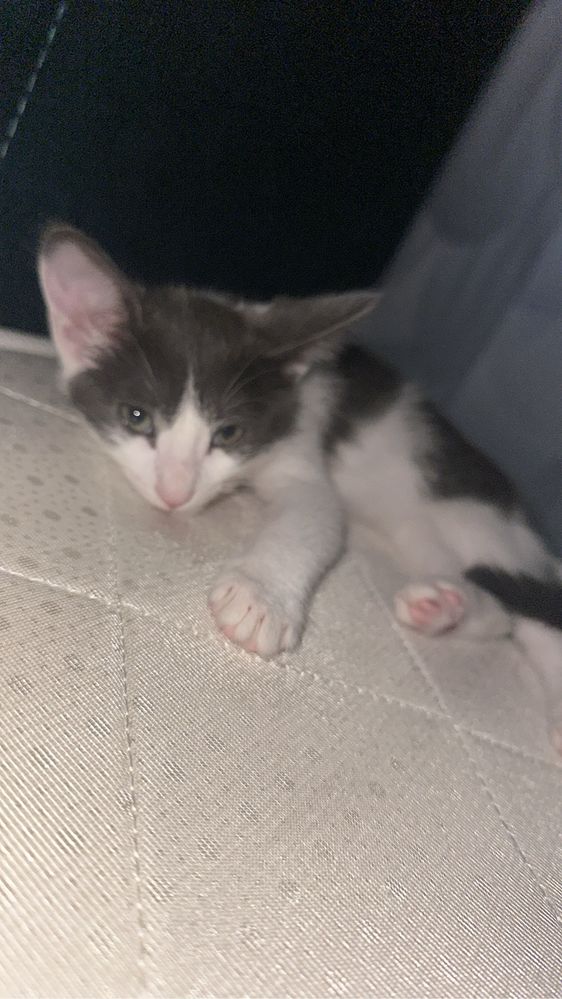 котенок в добрые руки