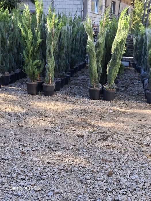 Vând tuia leylandii chiparos la oferta
