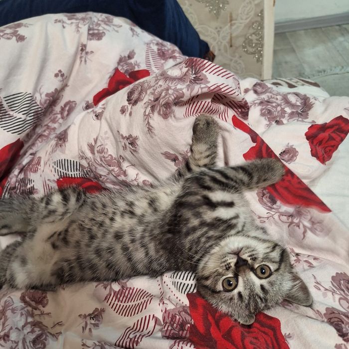 Котенек  отдам в хорошие руки