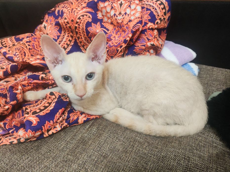 Сфинкс (brush) 4 месяц {sfinks yungi bor 4 oylik o'g'il bola}