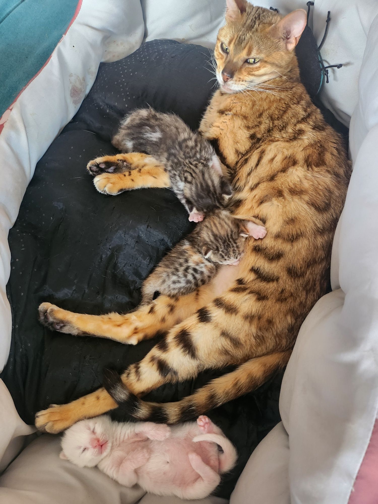Бенгалски котета
